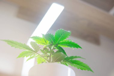 Evde büyüyen esrar. Büyüyen esrar bitki. Esrar bırakır. Yakın çekim. Yapay ışık altında büyüyen kapalı ekimi kavramı. Bitki örtüsü dönemi.