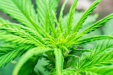 Esrar iş. Esrar operasyonu büyümek. Esrar dikim. Kapalı büyüyen esrar çiçek. Makro vurdu. Ev Grow yasal eğlence kenevir.