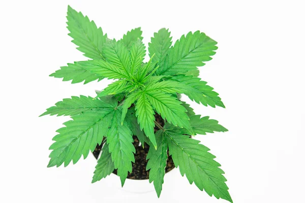 Chiudete. Coltivazione indoor. Periodo vegetativo. Cannabis su uno sfondo bianco isolato. Coltivazione di Cannabis. Bello sfondo. Foglie di marijuana . — Foto Stock