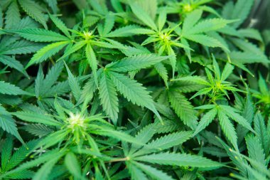 Yasal esrar ekimi içinde belgili tanımlık ev. Esrar çiçeklenme başında. Yaprakların yeşil arka plan. Genç esrar bitki. Kapı kenevir büyümeye. Cbd ile tıbbi indica.