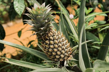 Ananas büyüyen tatlı