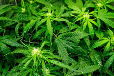 Yaprakların yeşil arka plan. Yasal esrar ekimi içinde belgili tanımlık ev. Esrar çiçeklenme başında. Kapı kenevir büyümeye. Cbd. genç esrar bitki ile tıbbi indica.