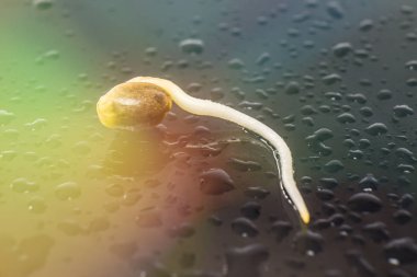 Vurgulama kenevir. Kenevir tohumu. Germinated esrar tohumu. yakın çekim makro. Kenevir tohumu satışı. Makro fotoğraf ekimi tohumları.