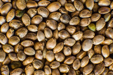 Birçok kenevir tohumu. Organik kenevir tohumu. Üstten görünüm. Kenevir tohumu arka planda makro. Makro ayrıntı esrar tohumu.