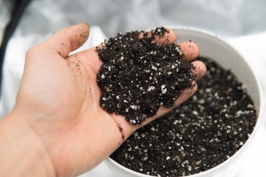 Substrat kadar esrar için kapatın. Doore tıbbi esrar kapalı büyüyen kavramı. Dünya, perlit ve vermikülit karışımı. Esrar esrar büyüyen için toprak ile.