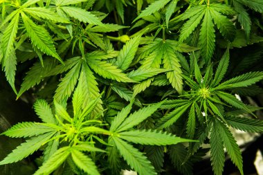 Yasal esrar ekimi içinde belgili tanımlık ev. Tıbbi indica yaprakların Cbd. yeşil arka plan ile. Kapı kenevir büyümeye. Esrar çiçeklenme başında. Genç esrar bitki. Kuzey Işık zorlanma.