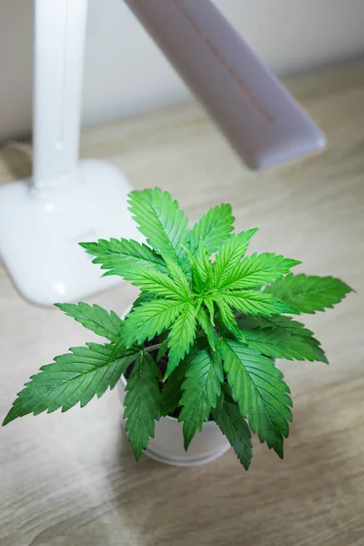 Cannabis Plant Growing. Vertical insta story. Marijuana leaves. Close up. Vegetation period. Growing marijuana at home. Indoor cultivation concept of growing under artificial light.