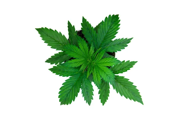 Inomhus odling. Cannabisplantan växer. Vacker bakgrund. Vegetationsperioden. Marijuana bladen. Ovanifrån. Cannabis på en vit bakgrund isolera. — Stockfoto