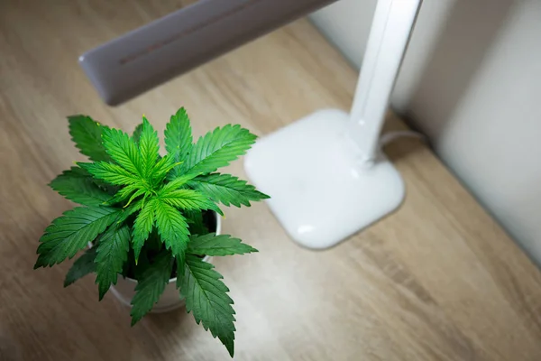 Indoor cultivation concept of growing under artificial light. Marijuana leaves. Cannabis Plant Growing. Vegetation period. Growing marijuana at home. Close up. Cannabis on on the table.