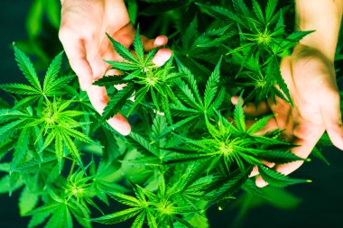 Kapalı ekimi büyüyen. Esrar ve bitkiler kapatın. Üstten Görünüm. Esrar çiçekler. Yeşil arka plan. Tıbbi esrar ve marihuana yasallaştırma. Esrar bırakır. Ot dikim.