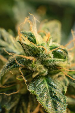 Esrar trichomes Thc ve Cbd. tıbbi indica Cbd. genç esrar bitki ile ile çiçek. Yeşil renkli çiçek. Esrar bud makro çekim.