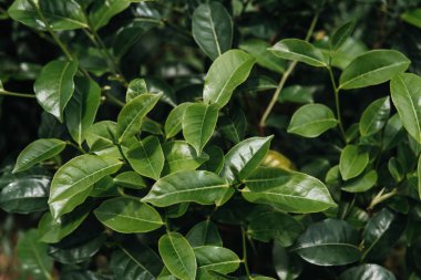 Yeşil çay bud ve taze yaprakları çay tarlaları kadar yeşil arka planı kapat