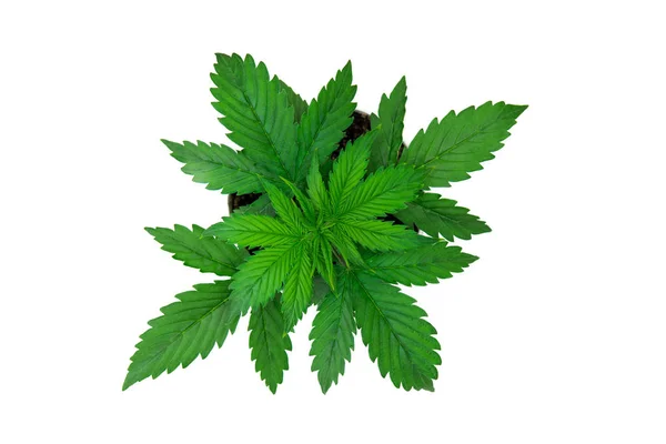 Innenanbau. Cannabispflanze angebaut. schöner Hintergrund. Vegetationszeit. Marihuana geht. Ansicht von oben. Cannabis auf weißem Hintergrund isolieren. — Stockfoto