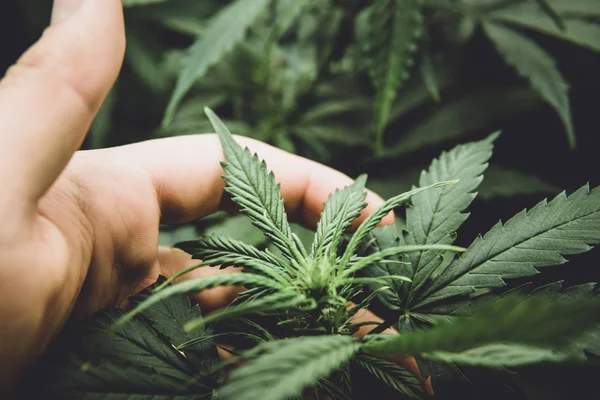 Läkemedel indica med Cbd. Odla hampa i dörren. Grön bakgrund av löv. Unga cannabisplantan. Cannabis i början av blomningen. Norra ljus stam. lynnig färg — Stockfoto