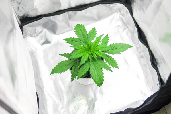 Cultivation growing under led light. Top view. Growing marijuana at home Indoor. Marijuana in grow box tent. Vegetation of Cannabis Growing. Cannabis Plant Growing.