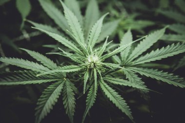 Esrar çiçeklenme başında. Yasal esrar ekimi içinde belgili tanımlık ev. Tıbbi indica Cbd ile. Kapı kenevir büyümeye. Yaprakların yeşil arka plan. Moody renk
