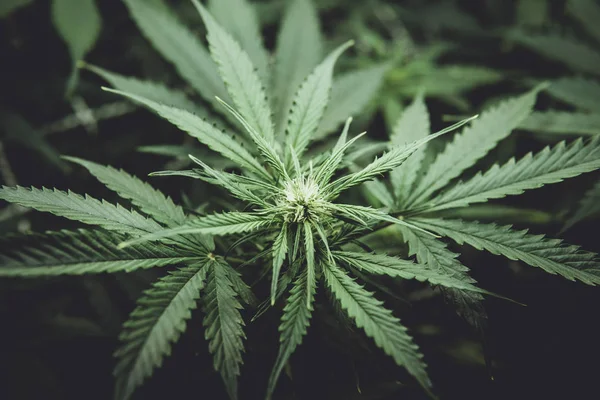 Esrar çiçeklenme başında. Yasal esrar ekimi içinde belgili tanımlık ev. Tıbbi indica Cbd ile. Kapı kenevir büyümeye. Yaprakların yeşil arka plan. Moody renk