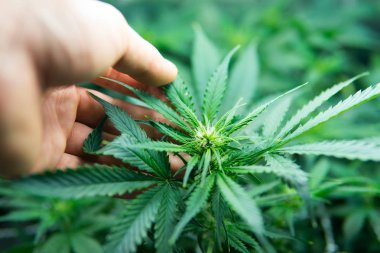 Yasal esrar ekimi içinde belgili tanımlık ev. Yaprakların yeşil arka plan. Tıbbi indica Cbd ile. Kapı kenevir büyümeye. Genç esrar bitki. Esrar çiçeklenme başında.