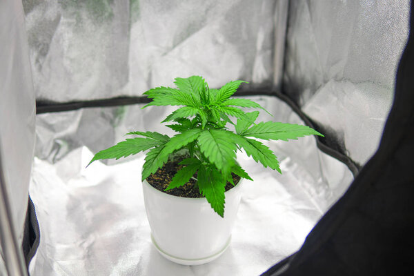 Растительность конопли растет. Культивация растет под воздействием света. Растение конопли. Вид сверху
. 