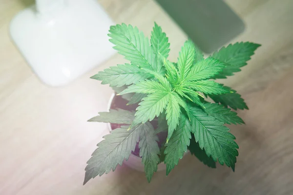 Cannabis Plant Growing. Indoor cultivation concept of growing under artificial light. Close up. Vegetation period. Growing marijuana at home. Marijuana leaves.