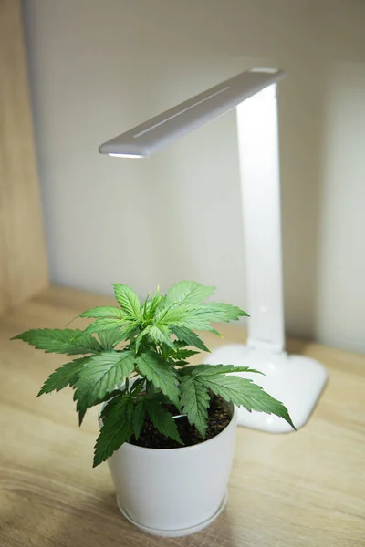 Vegetačního období. Pěstování marihuany doma. Zblízka. Pojem vnitřní pěstování pěstování pod umělým světlem. — Stock fotografie