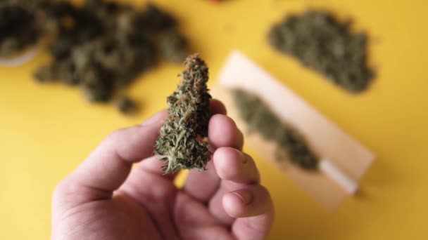 Cannabis toppen in hand in slow motion, vegetatie marihuanainstallaties, — Stockvideo