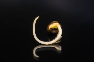Kenevir tohumu filizlenme. yakın çekim makro. Kenevir tohumu satışı. Vurgulama kenevir. Makro fotoğraf ekimi tohumları. kenevir tohumu ekili. Germinated esrar tohumu. Siyah bir arka plan üzerinde kök,