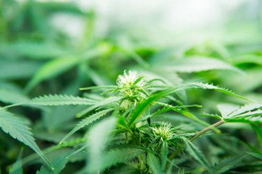 Tıbbi indica Cbd. esrar çiçeklenme başında. Kapı kenevir büyümeye. Yaprakların yeşil arka plan. Genç esrar bitki. İçinde belgili tanımlık ev yasal esrar ekimi.