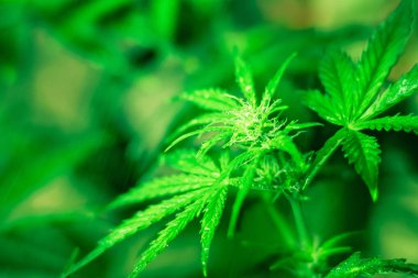 Ot dikim. Yeşil arka plan. Esrar çiçekler. Esrar ve bitkiler kapatın. Tıbbi esrar ve marihuana yasallaştırma. Esrar bırakır. Büyüyen kapalı ekimi.