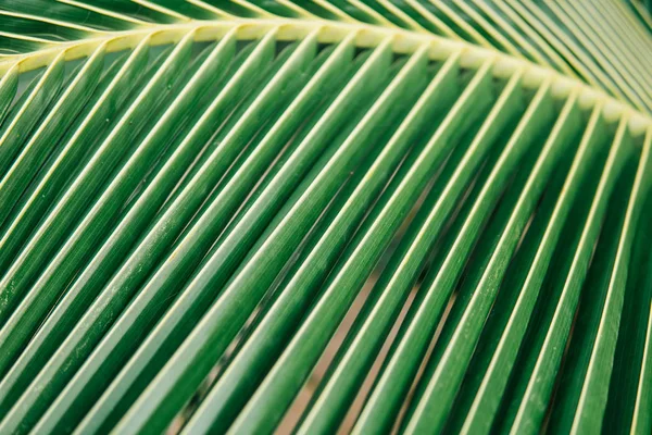 coconut leaf. sheet coconut palms Macro shot