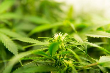 Kapı kenevir büyümeye. Esrar çiçeklenme başında. Genç esrar bitki. Yaprakların yeşil arka plan. Cbd. yasal esrar ekimi içinde belgili tanımlık ev ile tıbbi indica.