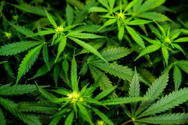 Genç esrar bitki. Kapı kenevir büyümeye. Esrar çiçeklenme başında. Yasal esrar ekimi içinde belgili tanımlık ev. Yaprakların Cbd. yeşil arka plan ile tıbbi indica.