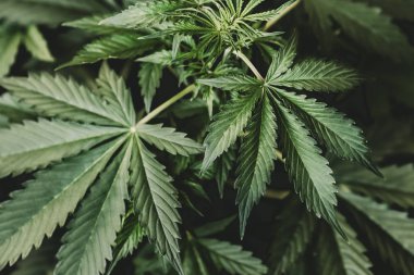 yeşil arka plan, kenevir Cbd, esrar bırakır, esrar bitki bitkiler, büyüyen esrar indica,