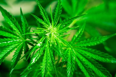 Kapalı ekimi büyüyen. Ot dikim. Yeşil arka plan. Esrar ve bitkiler kapatın. Tıbbi esrar ve marihuana yasallaştırma. Esrar çiçekler. Marihuana yaprağı.