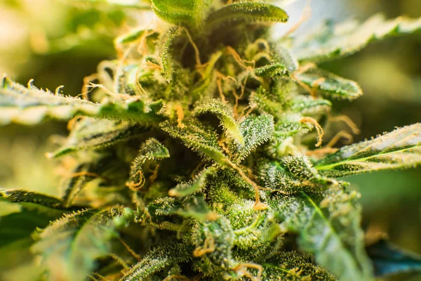 大麻芽のマクロ撮影。マリファナの毛花 Cbd。 若い大麻植物と Thc と Cbd。 薬用インディカ。花の緑の背景. — ストック写真
