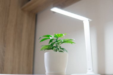 Yapay ışık altında büyüyen kapalı ekimi kavramı. Büyüyen esrar bitki. Yakın çekim. Bitki örtüsü dönemi. Evde büyüyen esrar. Marihuana yaprağı.