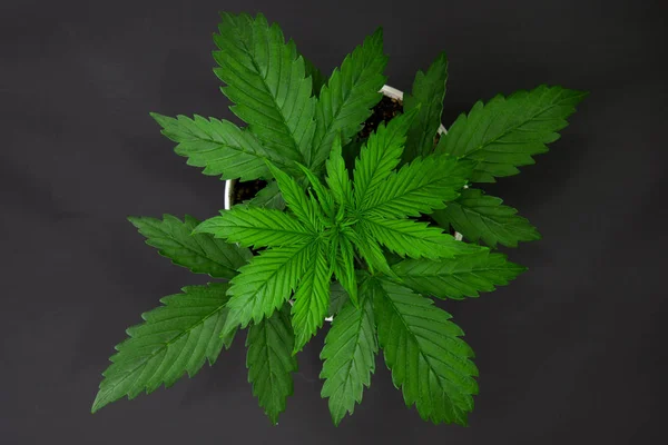 Vacker bakgrund. Marijuana bladen. Ovanifrån. Cannabis på en svart bakgrund isolera. Inomhus odling. Vegetationsperioden. Cannabisplantan växer. — Stockfoto