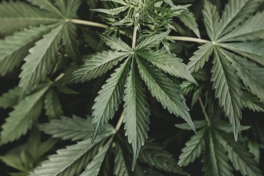 esrar, esrar bitki bitkiler, büyüyen esrar indica, kenevir Cbd, arka plan yeşil, en iyi görünümü yaprakları