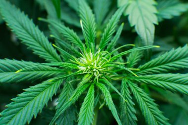 Kapı kenevir büyümeye. Yaprakların yeşil arka plan. Genç esrar bitki. Tıbbi indica Cbd. esrar çiçeklenme başında. Yasal esrar ekimi içinde belgili tanımlık ev. Kuzey Işık zorlanma.