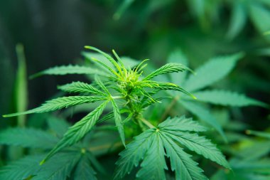 Yasal esrar ekimi içinde belgili tanımlık ev. Kuzey Işık zorlanma. Yaprakların yeşil arka plan. Kapı kenevir büyümeye. Tıbbi indica Cbd. genç esrar bitki ile. Esrar çiçeklenme başında.