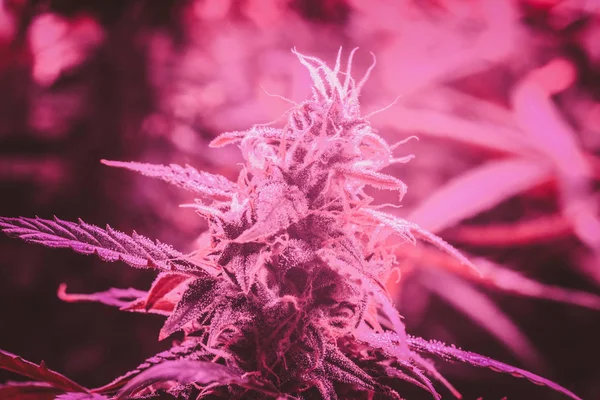 Καλλιέργεια ιατρική μαριχουάνα κάτω από τεχνητό φως τεχνητά. Κάνναβης στην αρχή της ανθοφορίας. Νομικής μαριχουάνα καλλιέργεια στο σπίτι. — Φωτογραφία Αρχείου