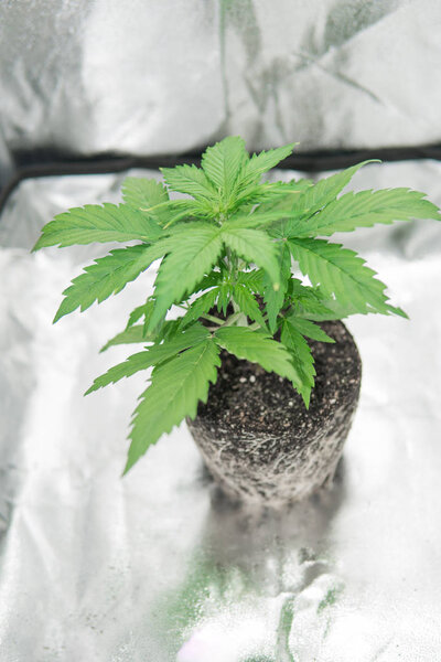 Корни в руках земледельца. Корни марихуаны здоровые. CBD в корнях марихуаны. Профессиональное выращивание конопли растут красивые корни растения марихуаны
.