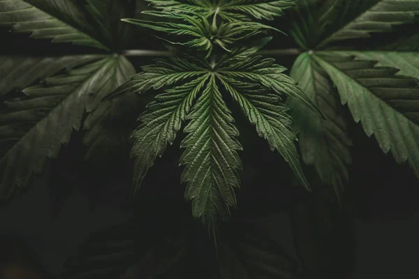 CBD, kender, növényzet marihuána növények, kannabisz-termesztés, zöld háttér, indica a kannabisz növekvő, marihuána levél — Stock Fotó