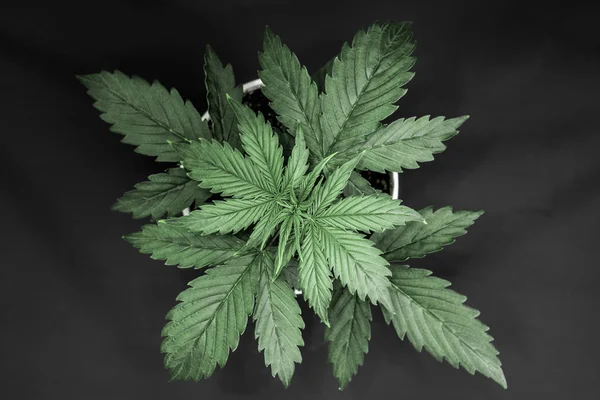 Vacker bakgrund. Marijuana bladen. Ovanifrån. Inomhus odling. Cannabis på en svart bakgrund isolera. Vegetationsperioden. Cannabisplantan växer. — Stockfoto