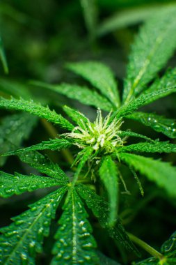 Tıbbi indica Cbd. genç esrar bitki ile. Yaprakların yeşil arka plan. Esrar çiçeklenme başında. Kapı kenevir büyümeye. Dikey Insta resim.