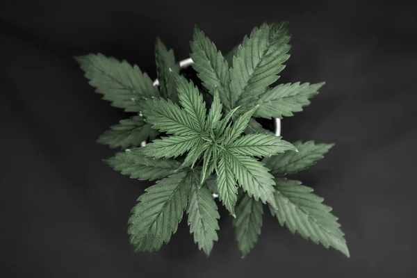 Cannabis på en svart bakgrund isolera. Marijuana bladen. Ovanifrån. Inomhus odling. Vegetationsperioden. Cannabisplantan växer. Vacker bakgrund. — Stockfoto