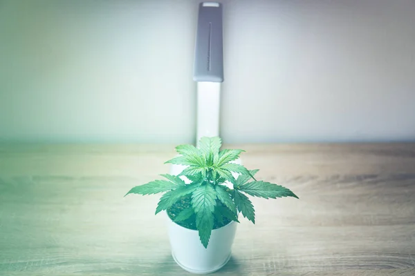 Indoor cultivation concept of growing under led light. Vegetation of Cannabis Growing. Cannabis Plant Growing. Close up. Marijuana leaves. Growing marijuana at home Indoor.