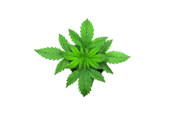 Cannabis på en vit bakgrund. Vacker bakgrund. Ovanifrån. Inomhus odling. Cannabisplantan växer. vegetationsperioden. Marijuana blad. — Stockfoto