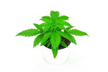 Esrar bırakır. Yakın çekim. Kapalı ekimi. Bitki örtüsü dönemi. Büyüyen esrar bitki. Güzel arka plan. Beyaz bir arka plan üzerinde esrar izole.