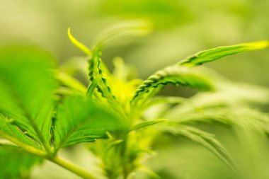 Tıbbi indica Cbd. genç esrar bitki ile. Yasal esrar ekimi içinde belgili tanımlık ev. Esrar çiçeklenme başında. Kapı kenevir büyümeye. Yaprakların yeşil arka plan. Kuzey Işık zorlanma.